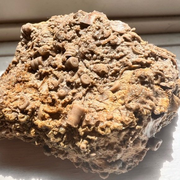 Large Fossil Chunk (Crinoids, Shells, Vertebrate) - Picture 3 of 3